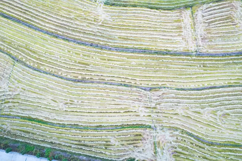 广州科技企业如何通过软件研发与系统集成实现数字化转型落地
